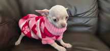 Chihuahua chlopiec