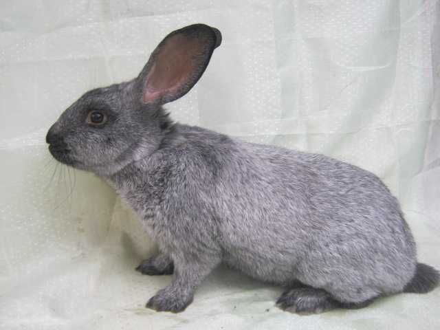 кролики полтавське срібло самці