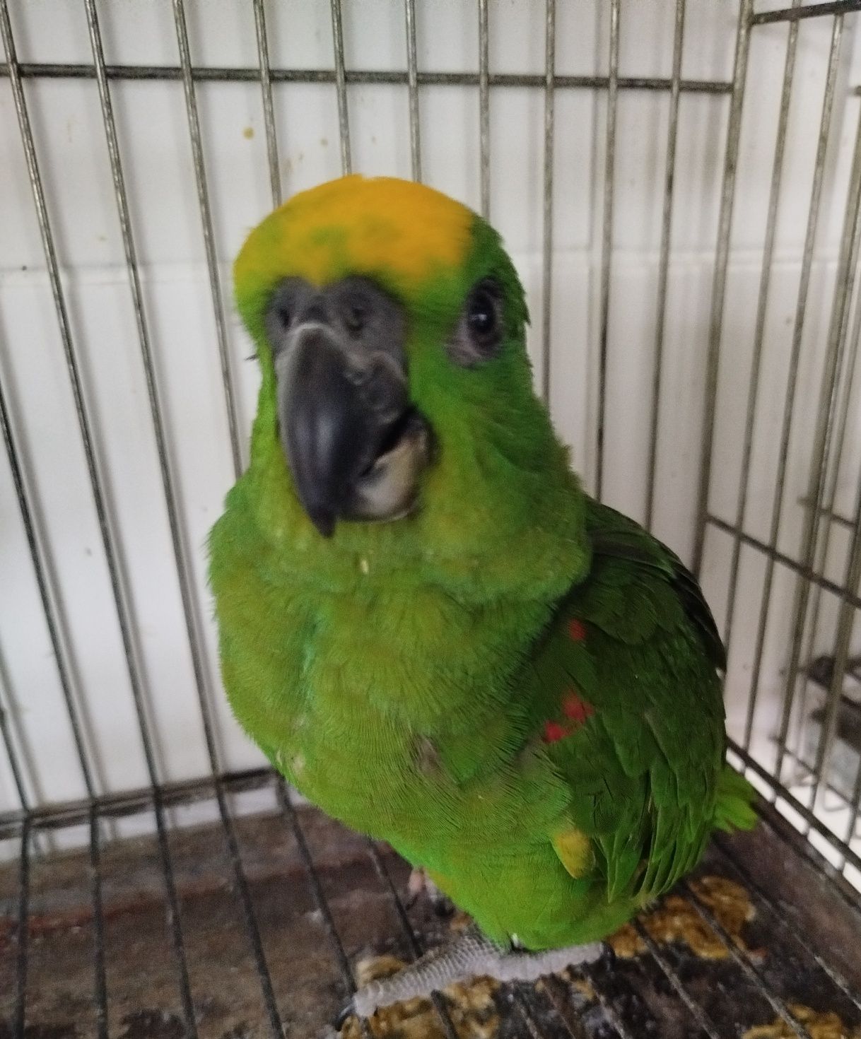 Amazonas ochrocephala