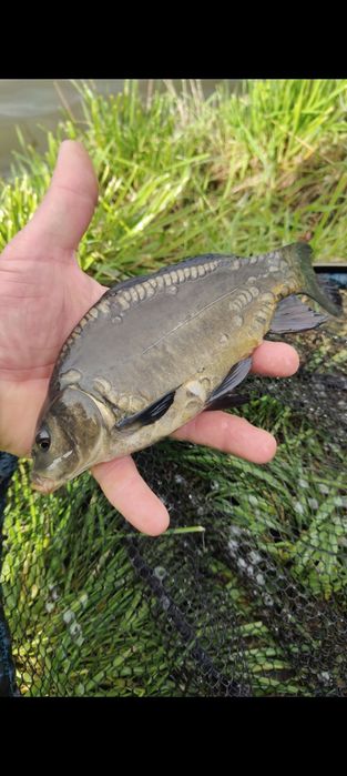 Duży Karp na łowisko, kroczek