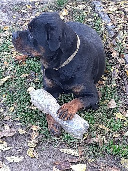 Чудові хлоп'ята-ротики