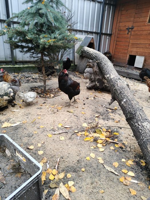 Aruakana bezogoniasta !