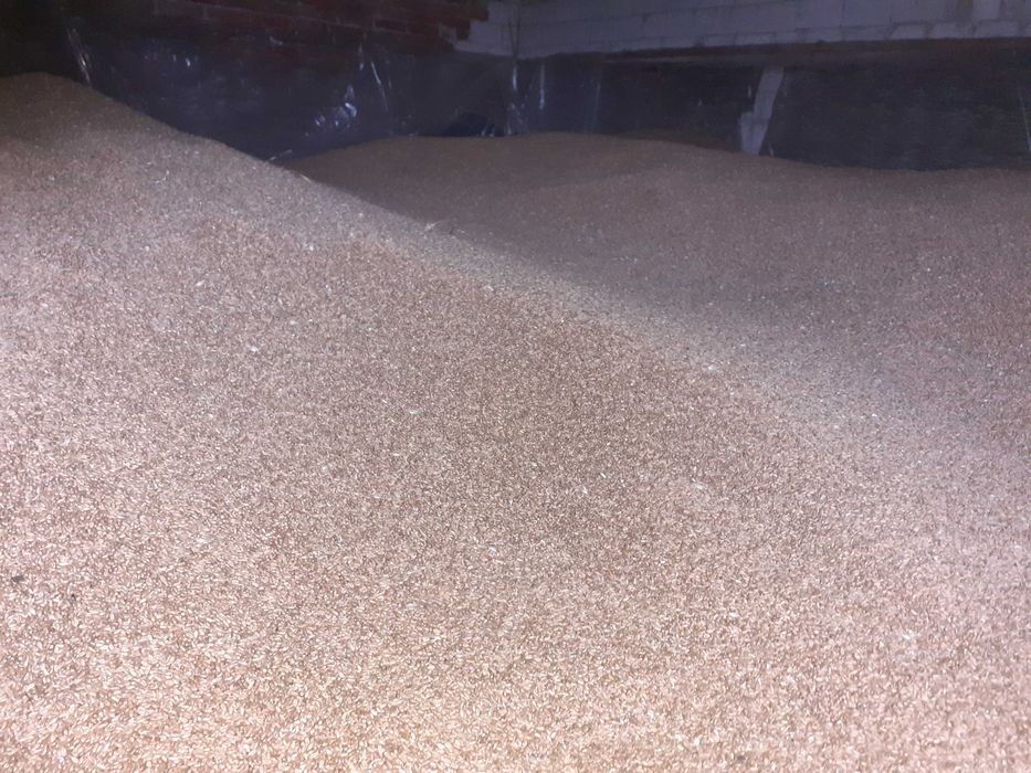 Pszenica owies i żyto