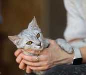 Ельбрус, маленький котенок тигренок, 8 мес