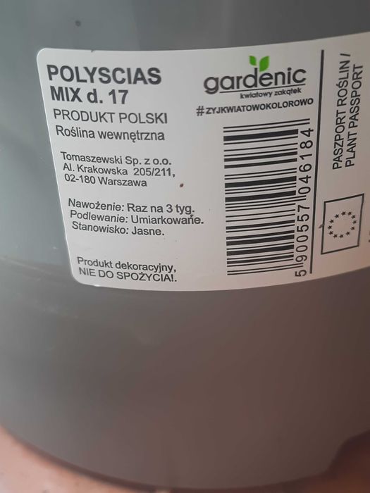 Egzotyczne drzewko Polyscias Fabian, wysokośc 60 cm