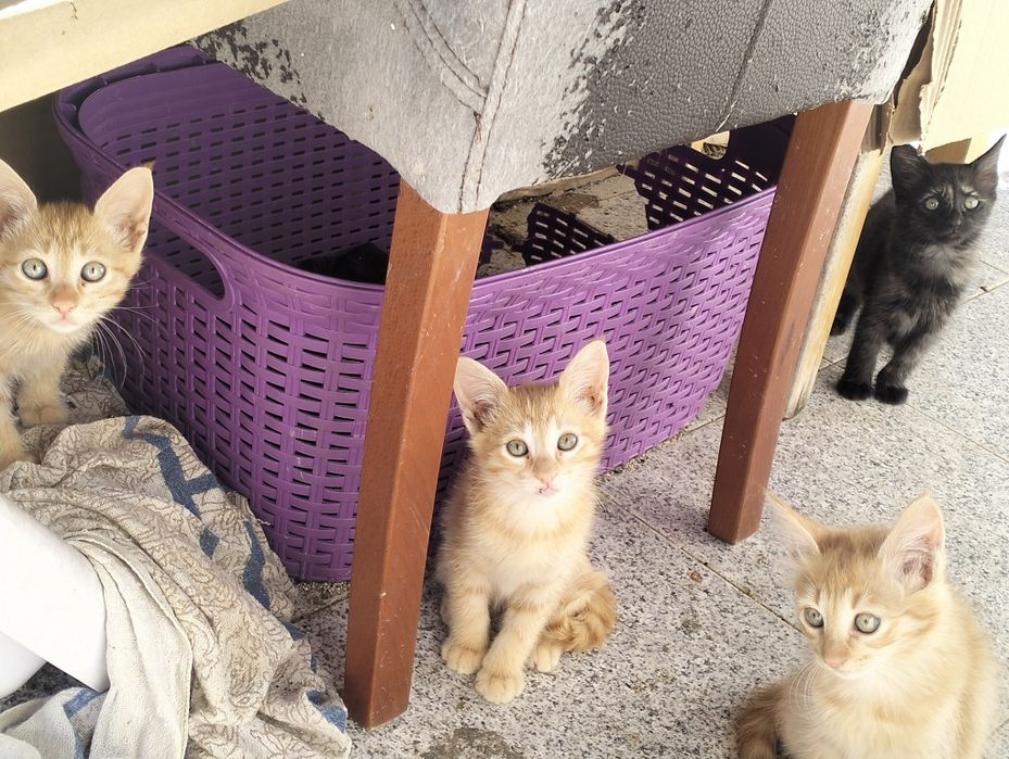4 Gatinhos para adoção
