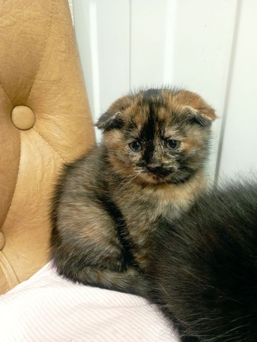 Котята півтора місяці віддам за символічні 100грн мамі на корм