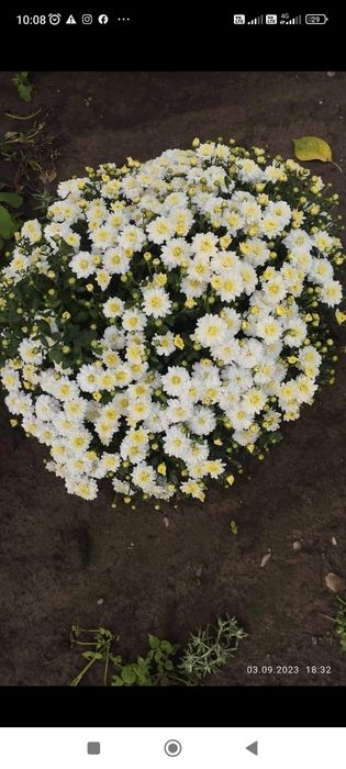 Кулькові шаровидні хризантеми