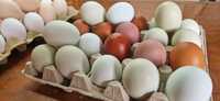 jaja wiejskie, zdrowie, od maransów, zielononóżek i innych kurek, kolo