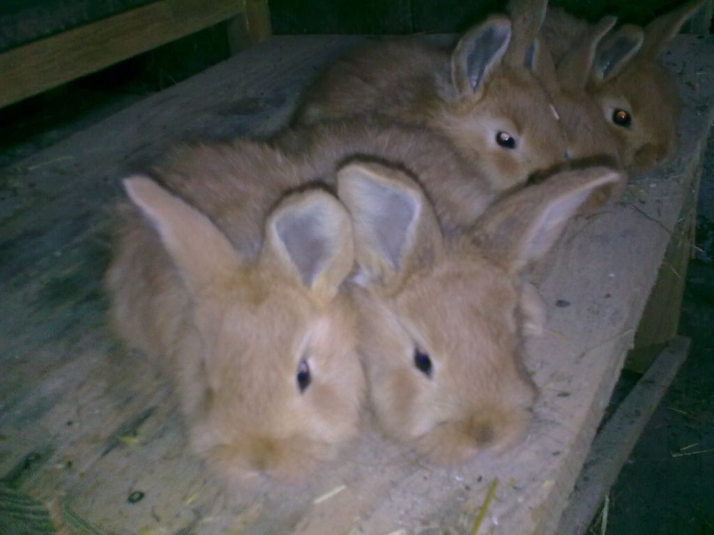 Młode króliki  nowozlandy czerwone