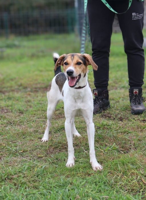 Kochana, śliczna i młodziutka Astra szuka domu!