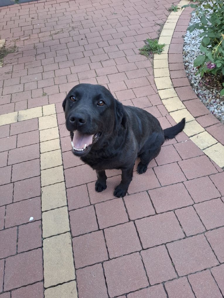 Oddam za darmo labradora
