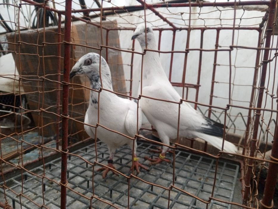 Łódzki Pstry Łódzkie pstre ptaki gołębie ozdobne