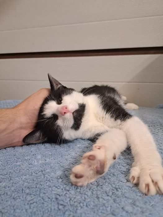 Felix, kochany kocurek do adopcji