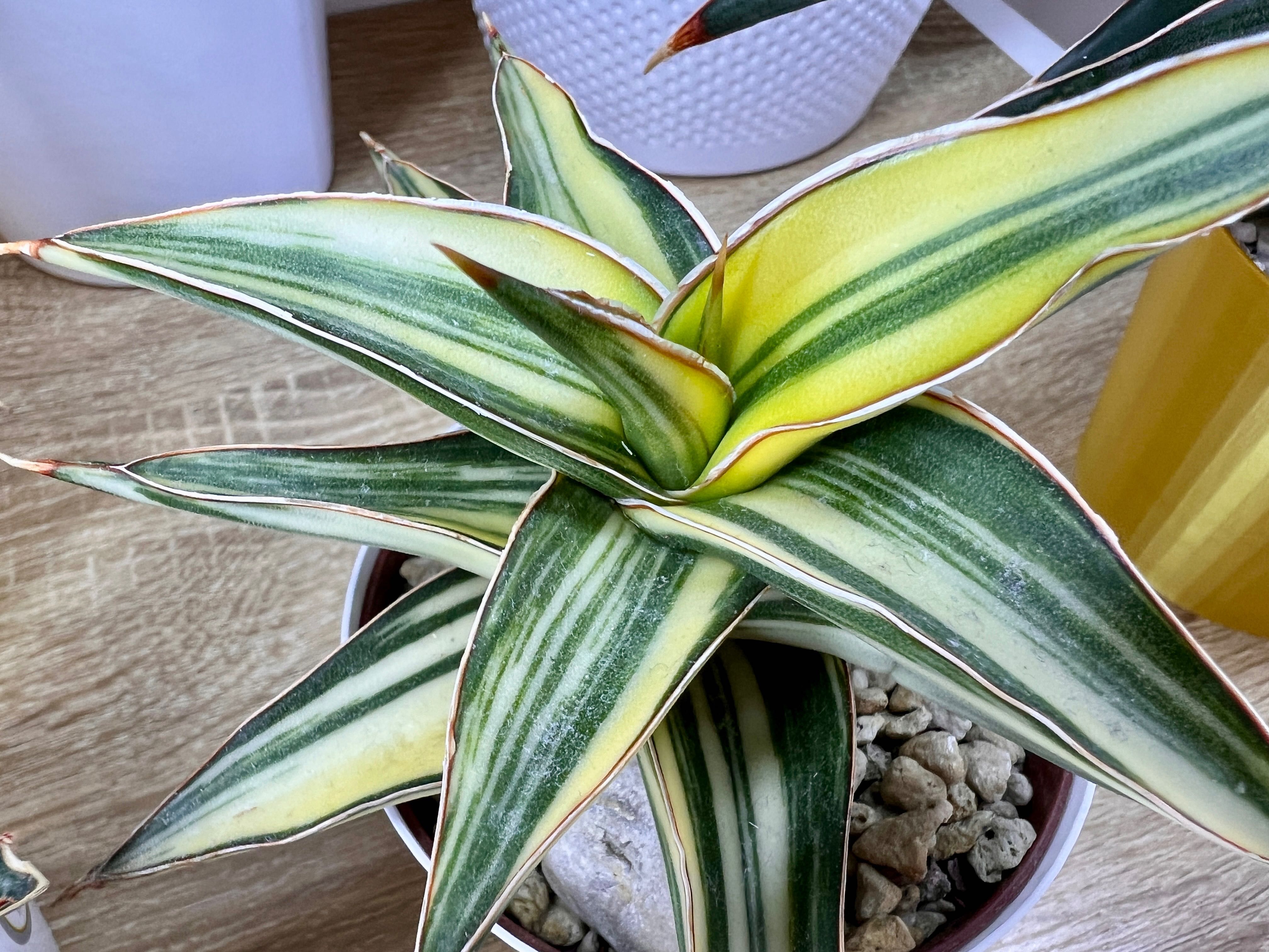 Sansevieria sp. Lavranos Variegated sansewieria