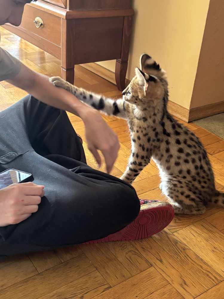 Kocurek Savannah F 1