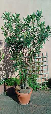 Sprzedam oleander 220 cm