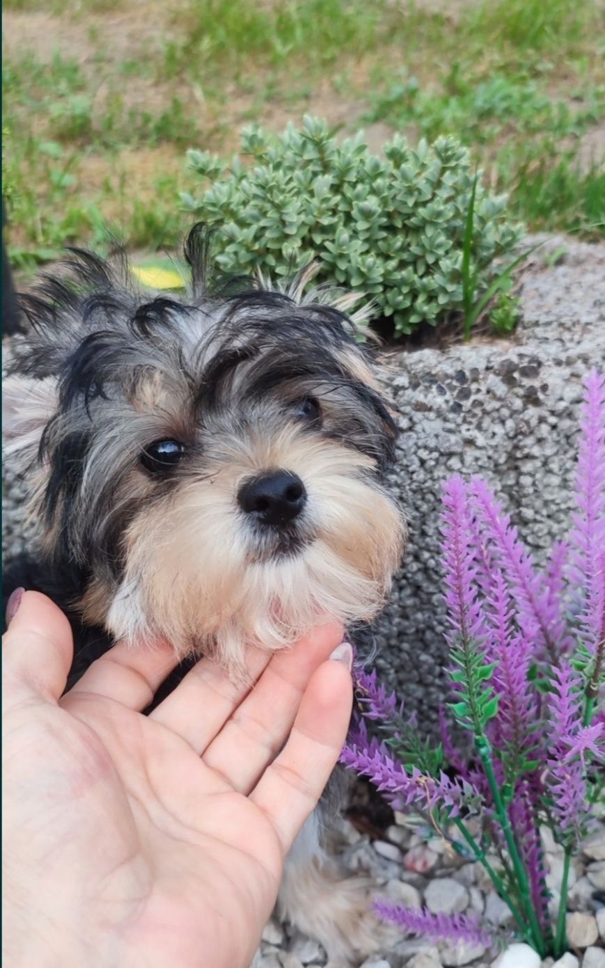 Yorkshire terrier piesek york mini