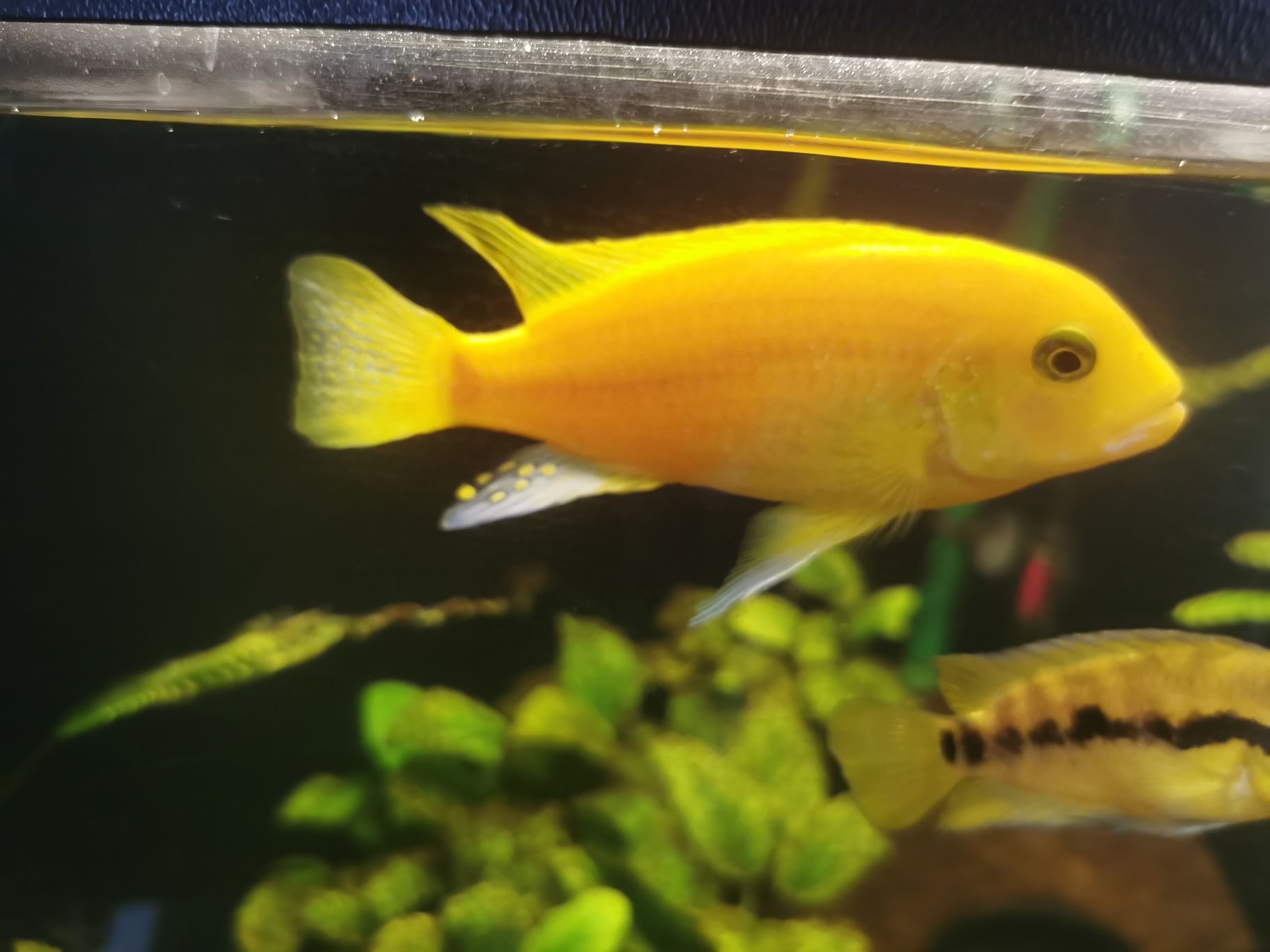 Pyszczak żółty, yellow, cytrynowy
