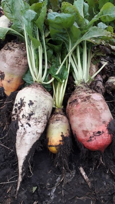 Buraki pastewne ekologixzne