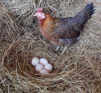 jaja jajka wiejskie z gospodarstwa ekologicznego od zielononóżki