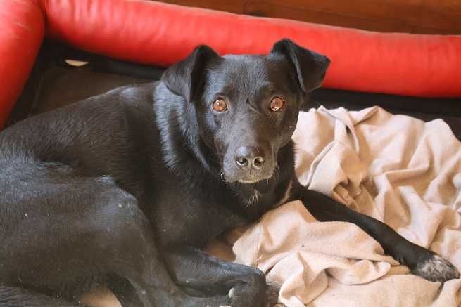 przyjacielski Trevor szuka domu