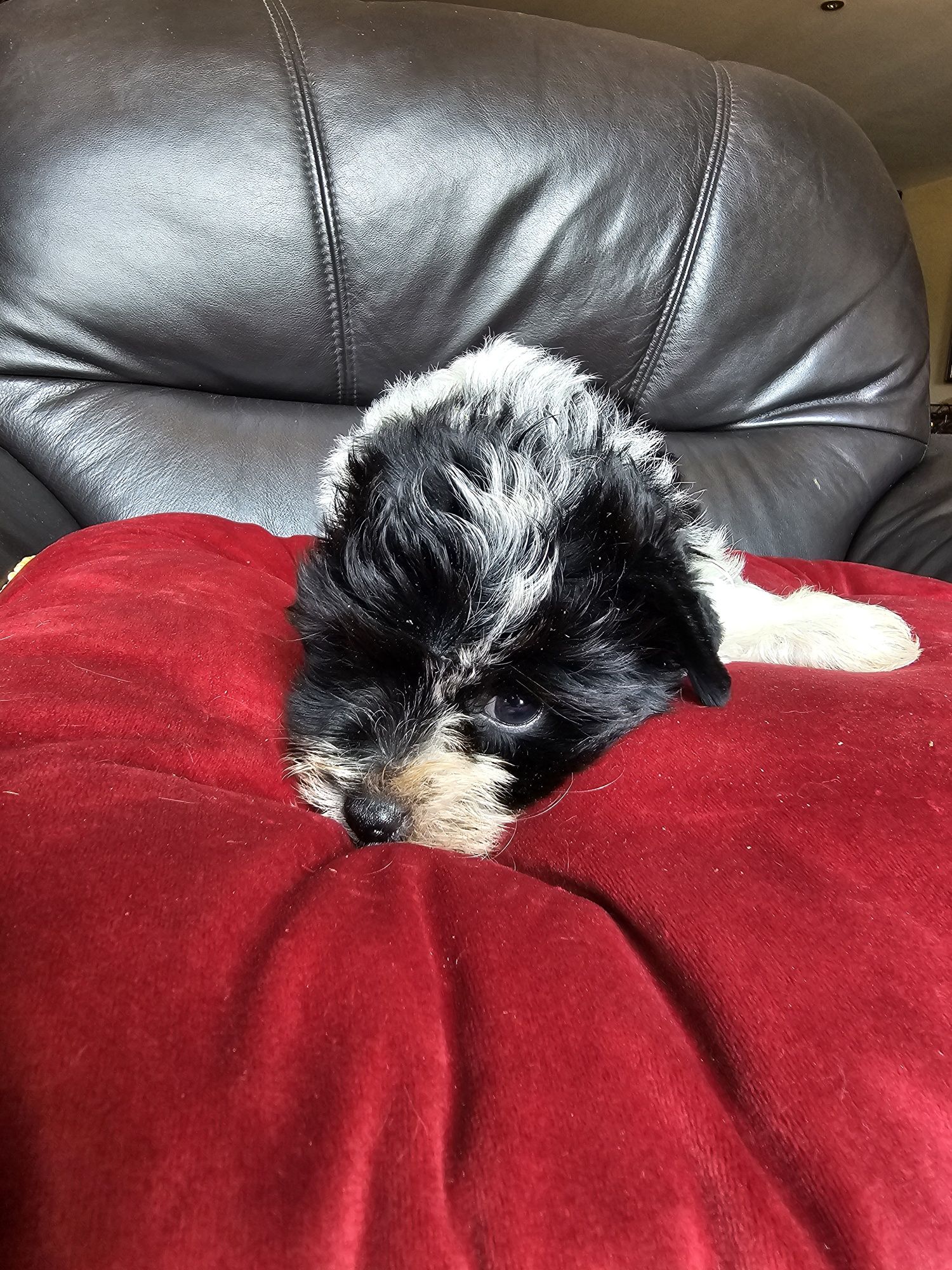 York terrier biewier piesek