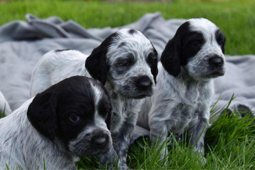 Niebieski spaniel pikardyjski FCl (wyżeł,płochacz)