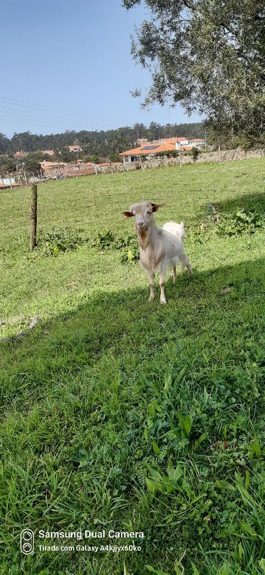 Vendo bode todo branco raça grande