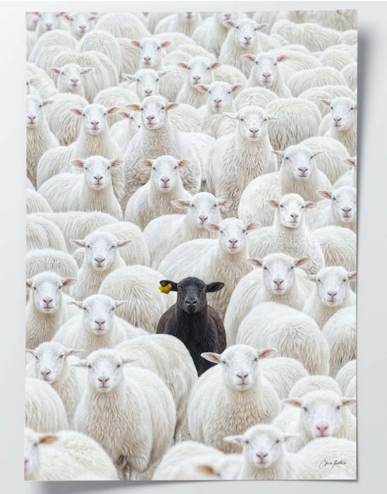 Criss Bellini 70x50 “the black sheep”