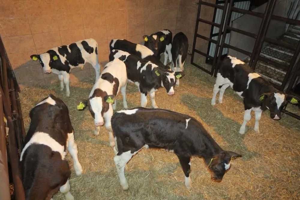 Byczki i jałówki mięsne NCB cielaki cielęta byki sprzedaż cieląt