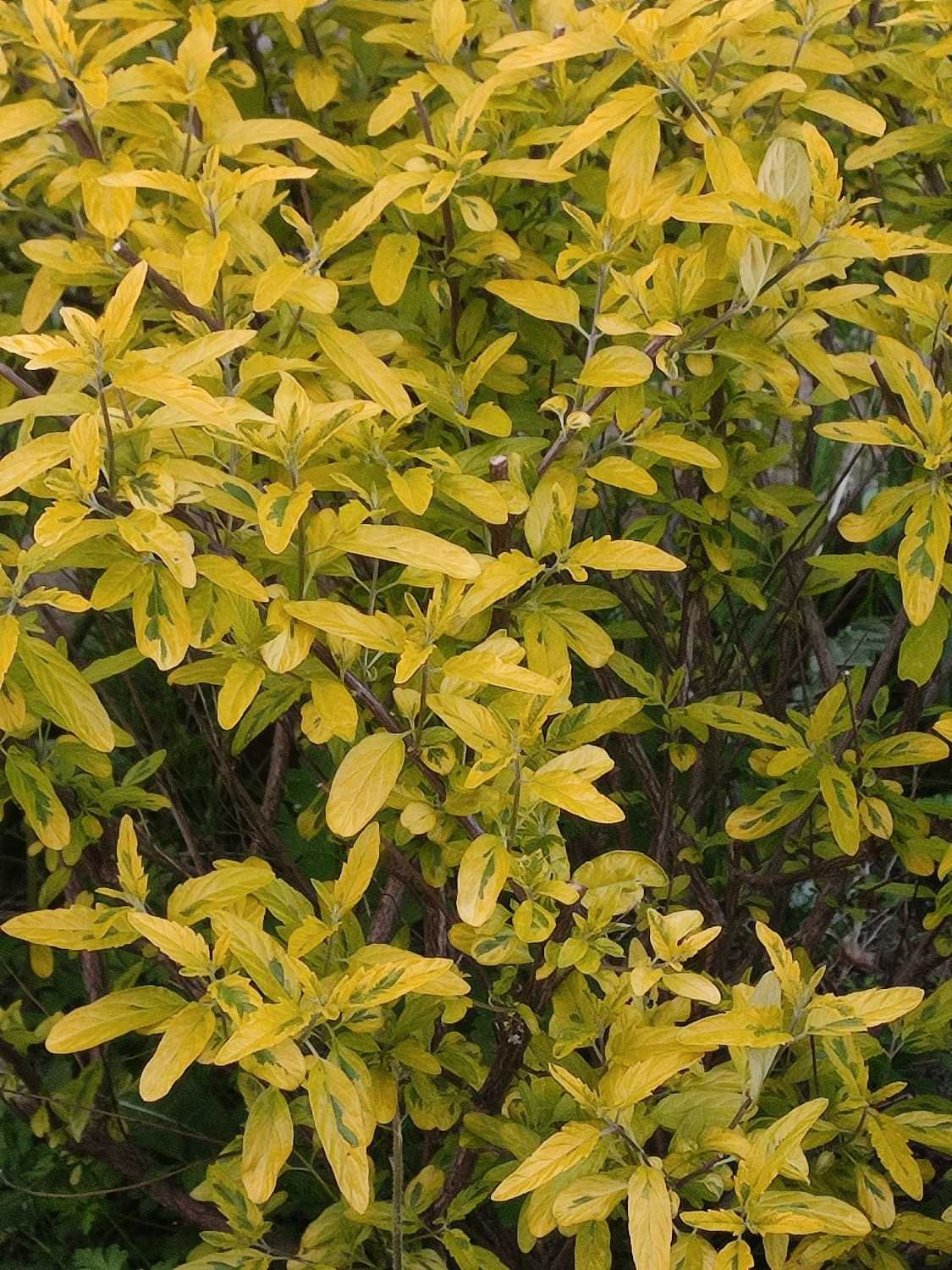 Barbula variegata summer sorbet sześcioletni krzew
