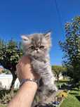 Gatinho persa 2 meses