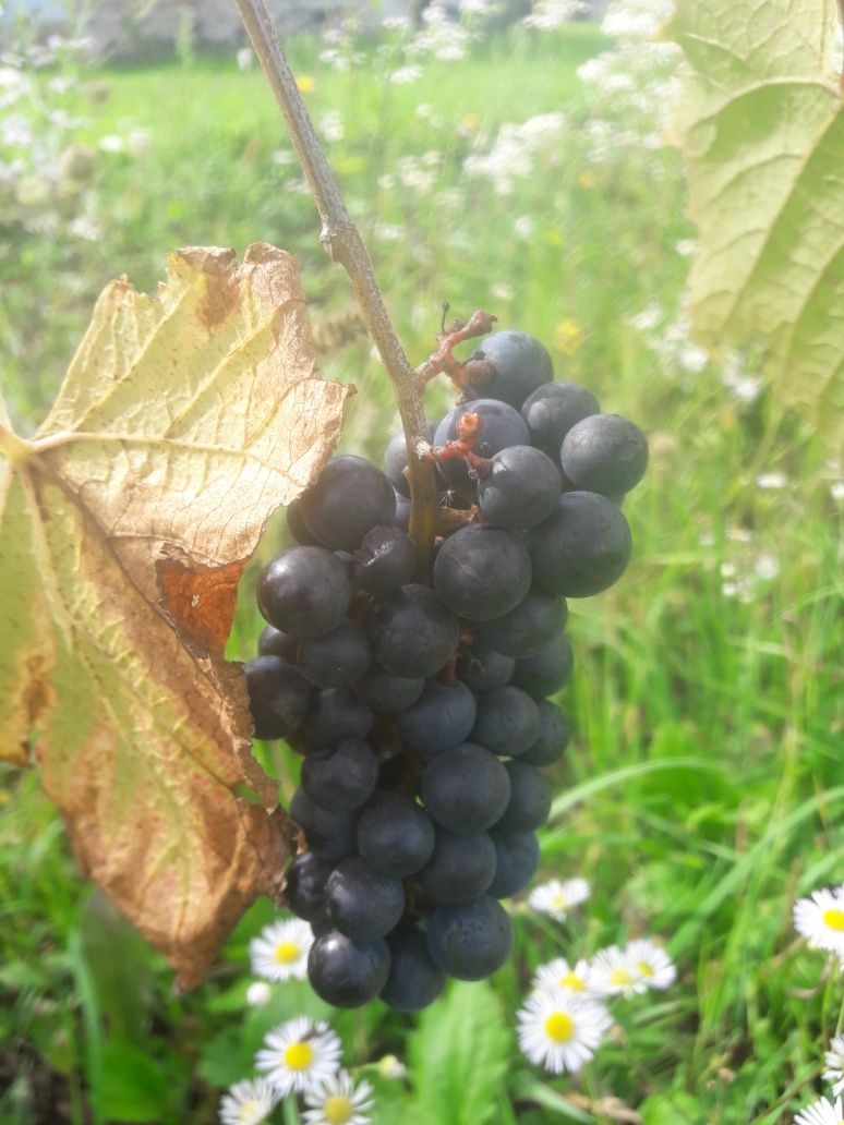 Саджанці винного винограду