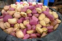 Noz-de-cola, obi, sementes, kola nut 2 gomos