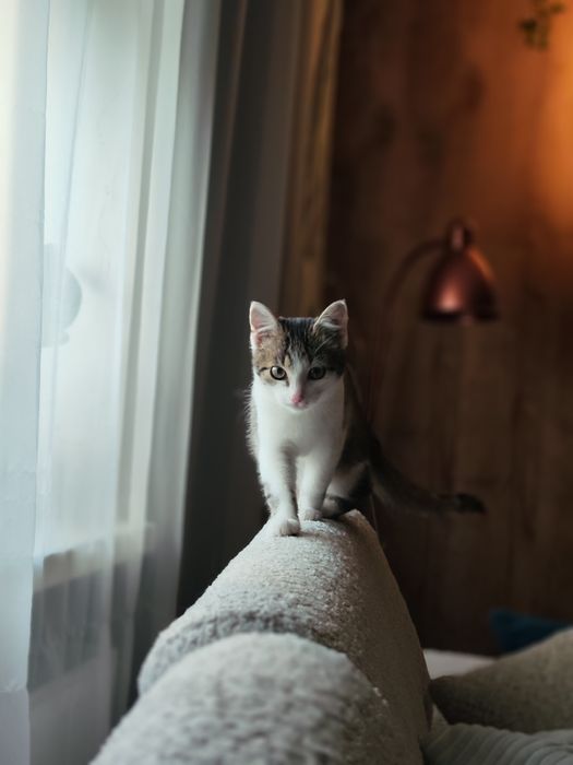 Mała kotka do adopcji