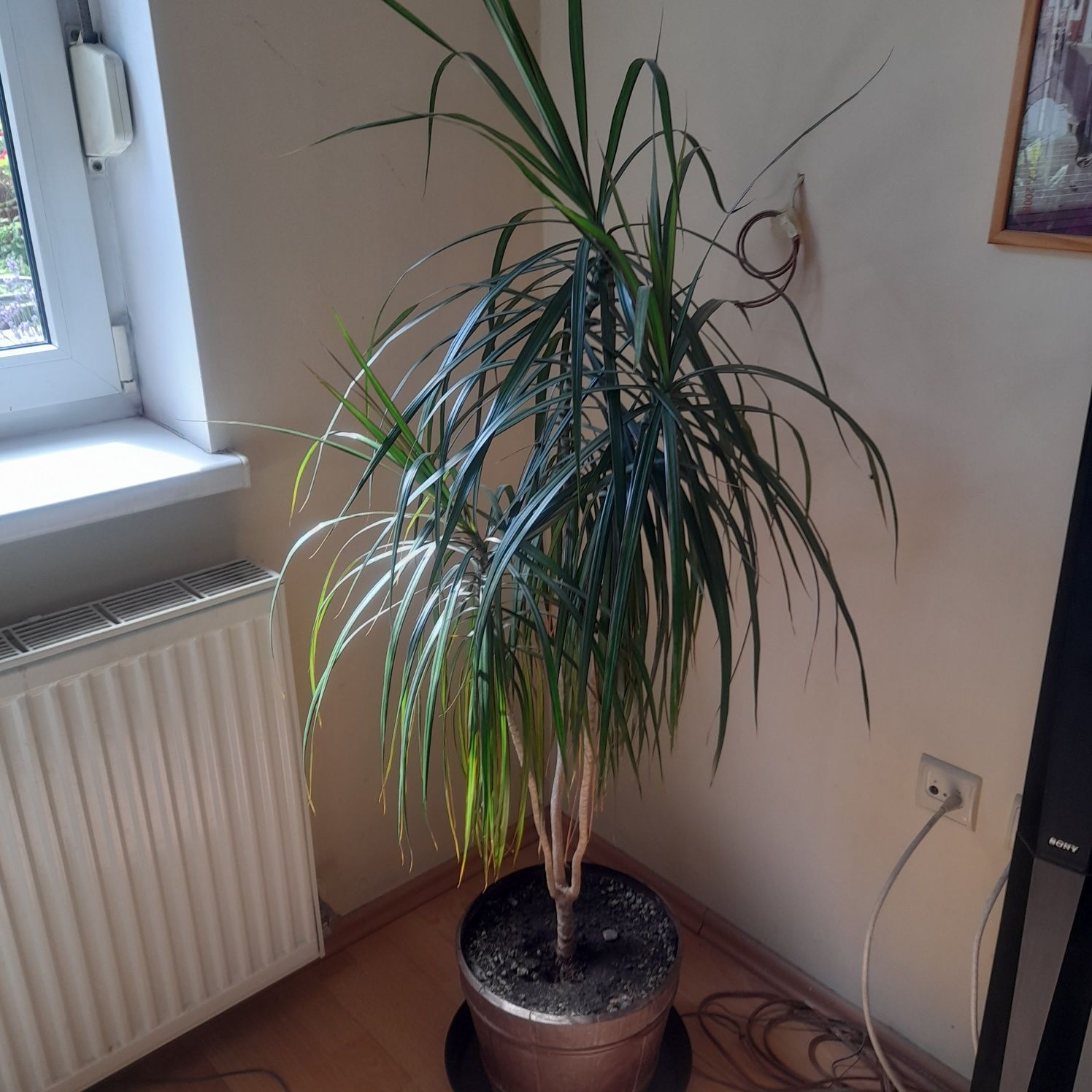 Dracena duża zadbana