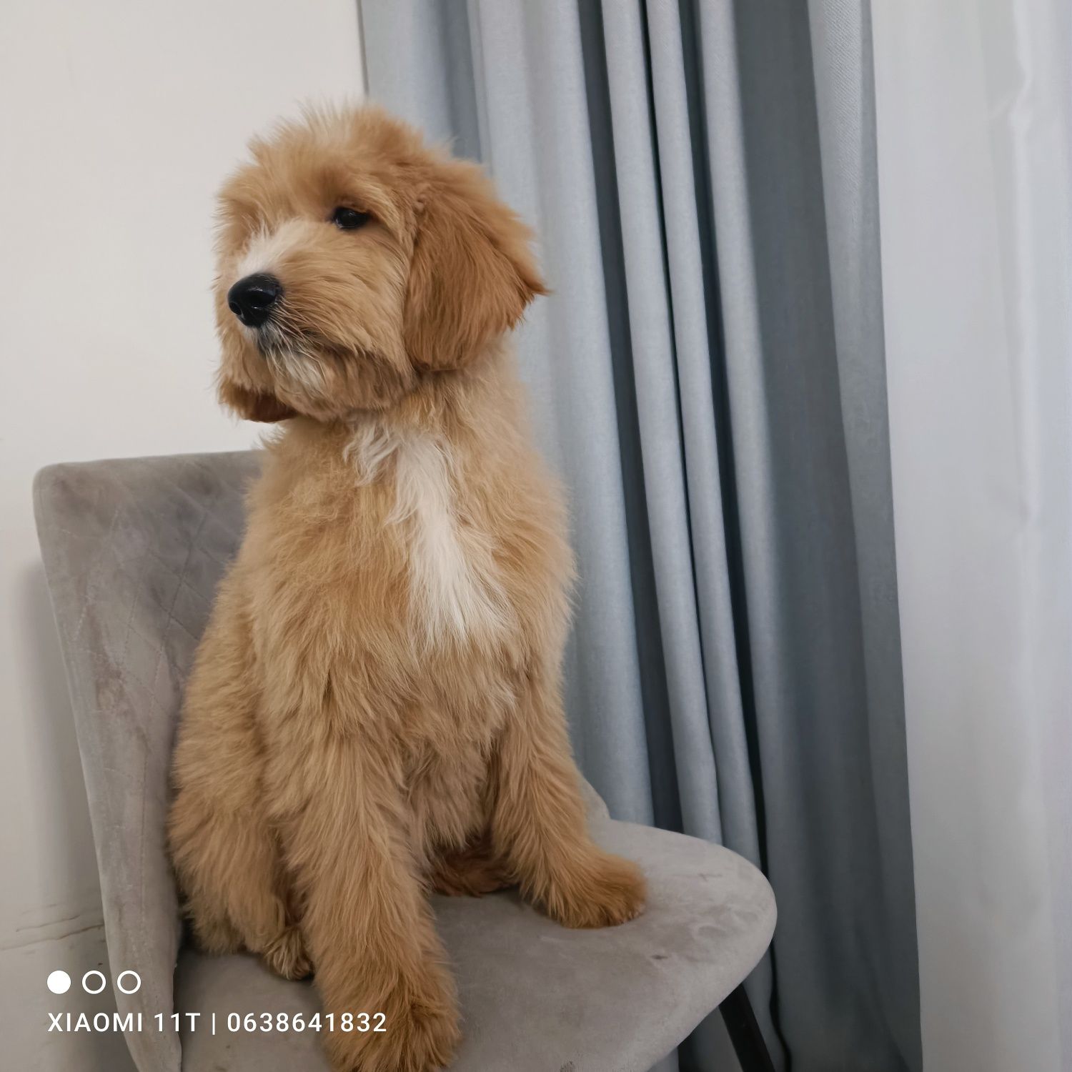 Красуня Goldendoodle(голдендудль лабрадудль). Київ