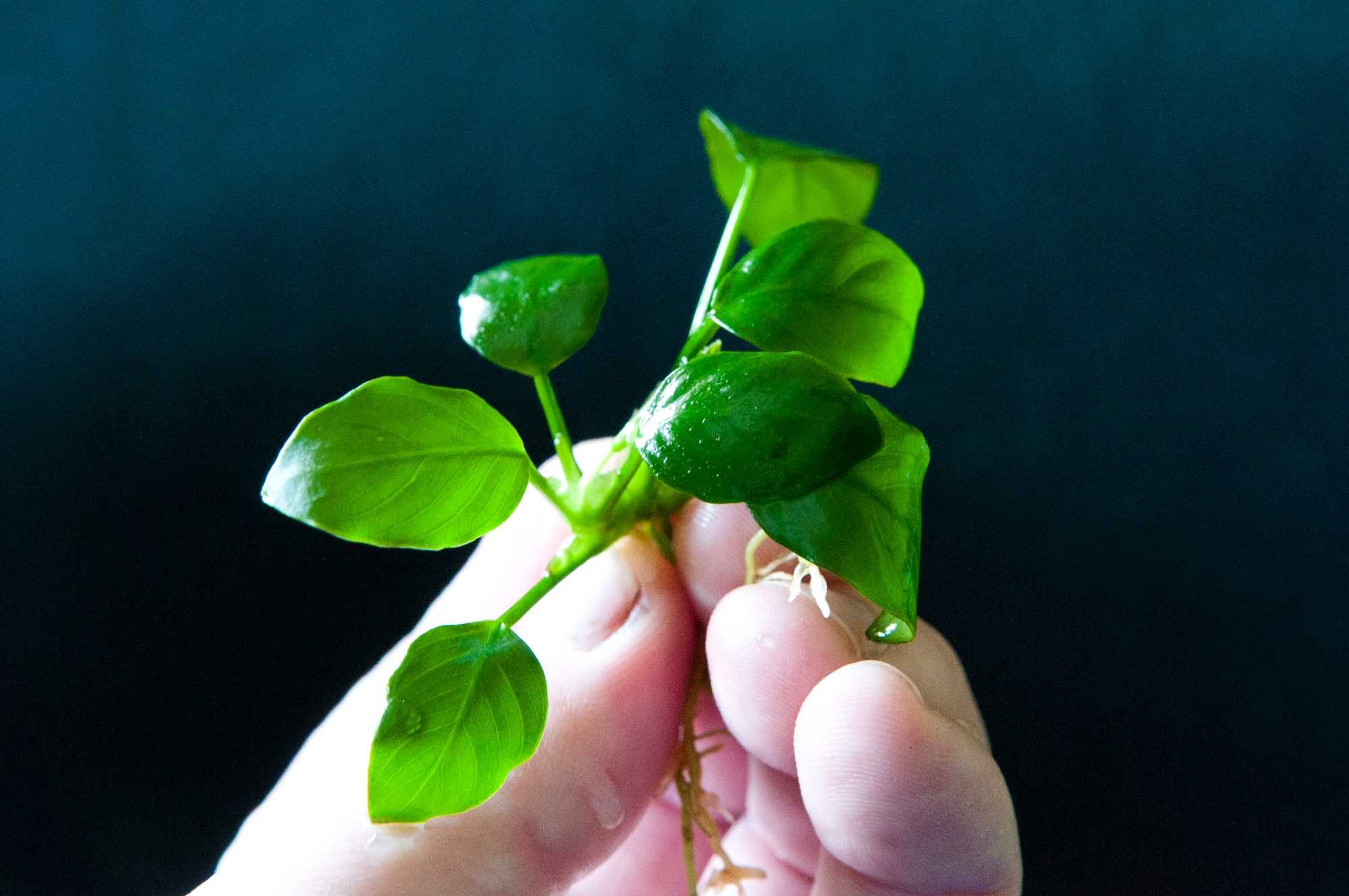 Anubias niski nana KIELCE