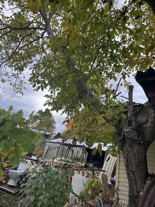 Дерево горіха, самовивіз, самозруб