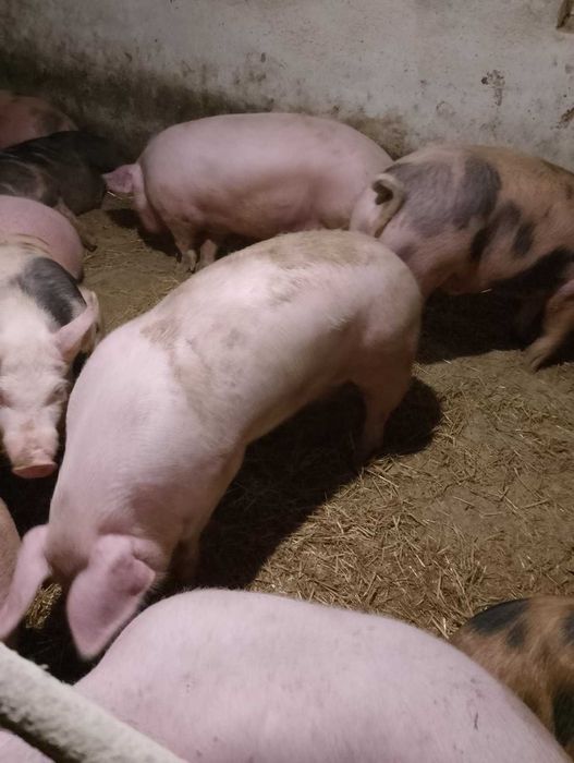 Продам свині живою вагою
