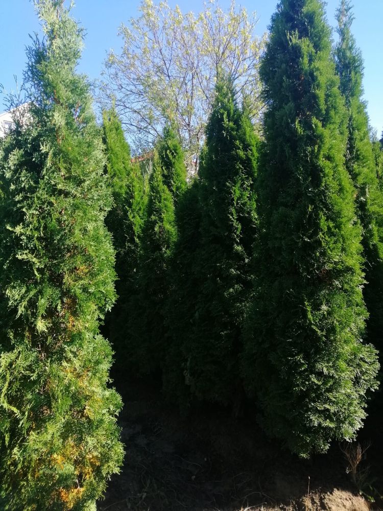 30zł Tuje Szmaragdowe 160-250cm Krzewy Iglaste. Duża ilość. Okazja !!