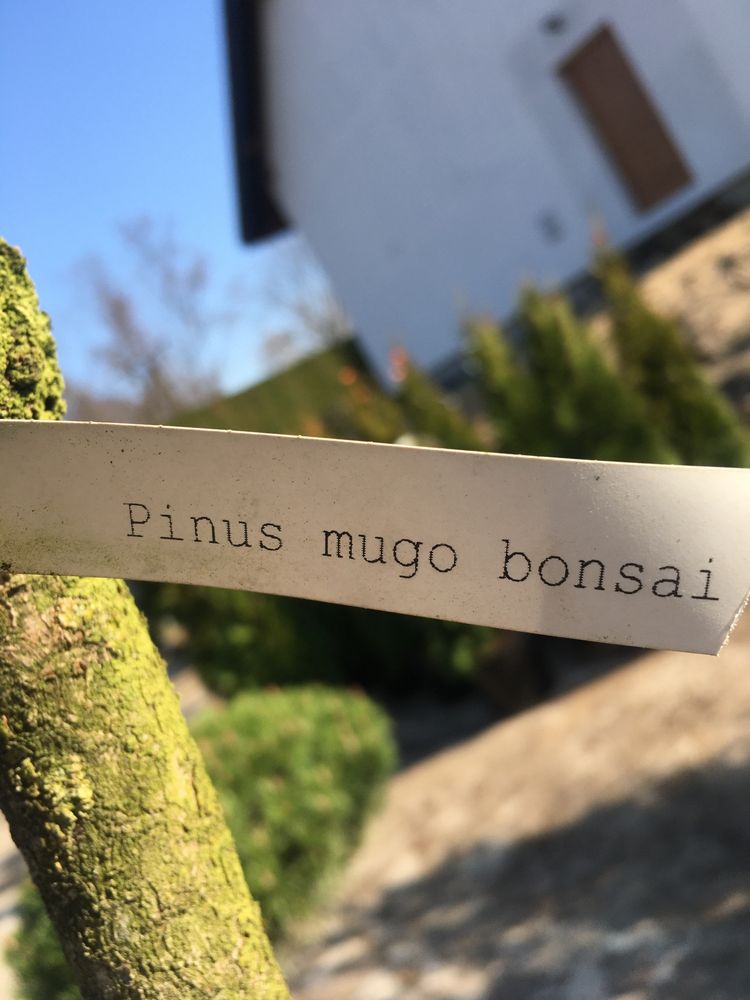 Sosna-bonsai (pinus mugo var mughus)