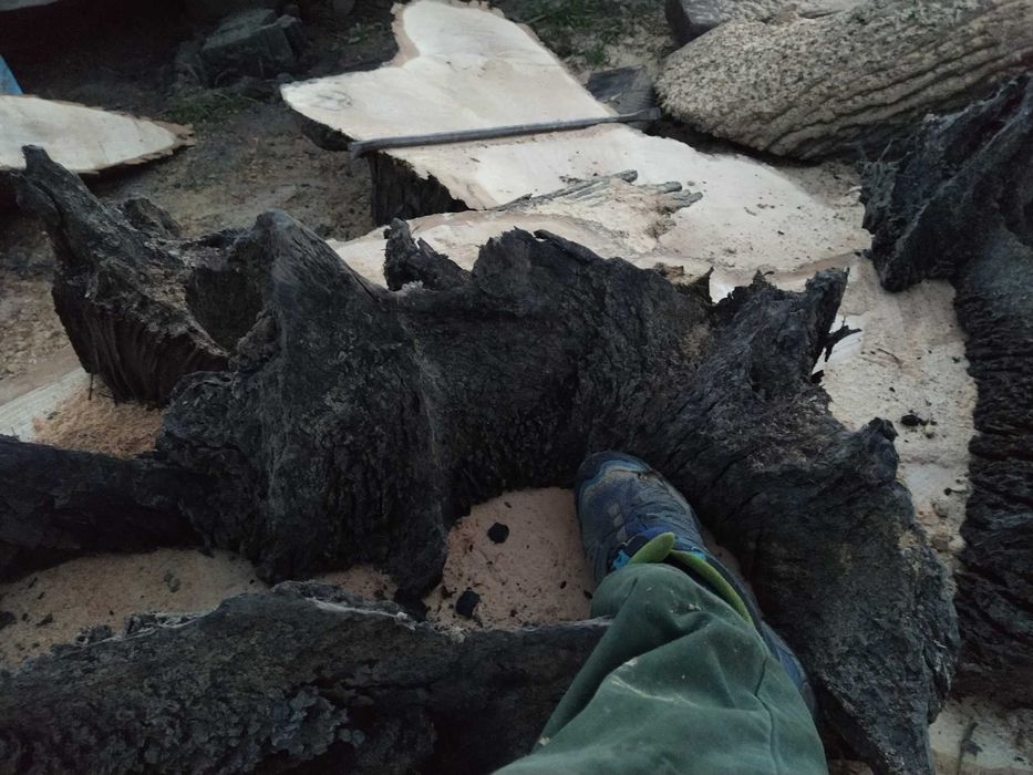 Korzeń do akwarium czarny dąb