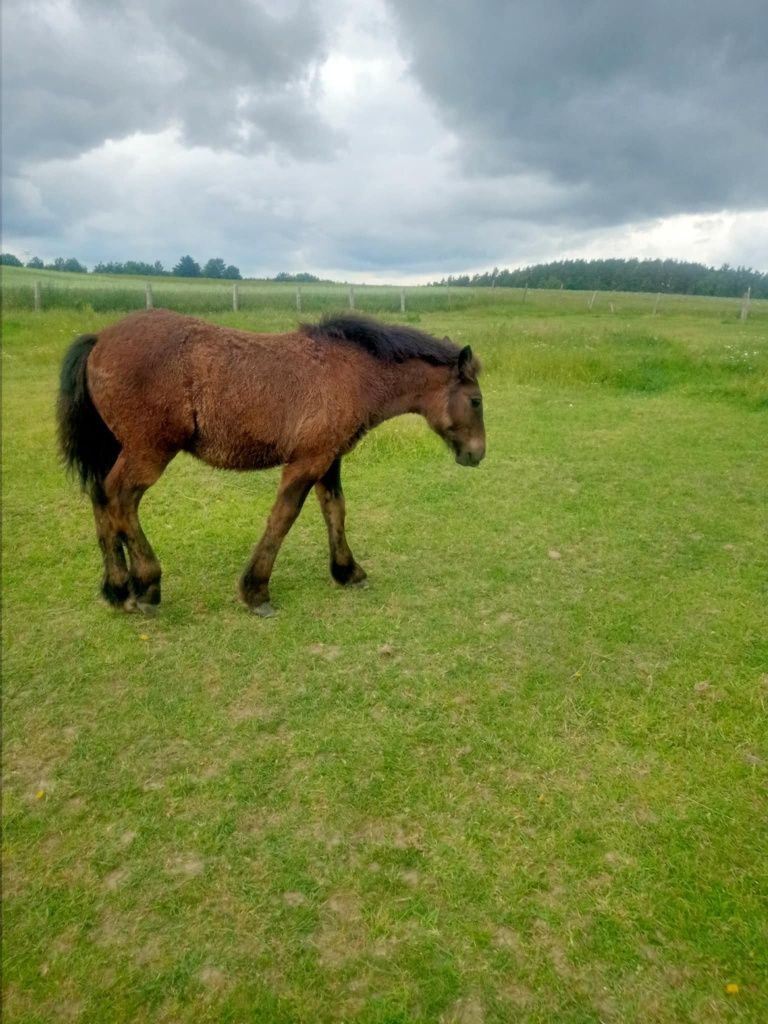 Sprzedam  klacz sztumską