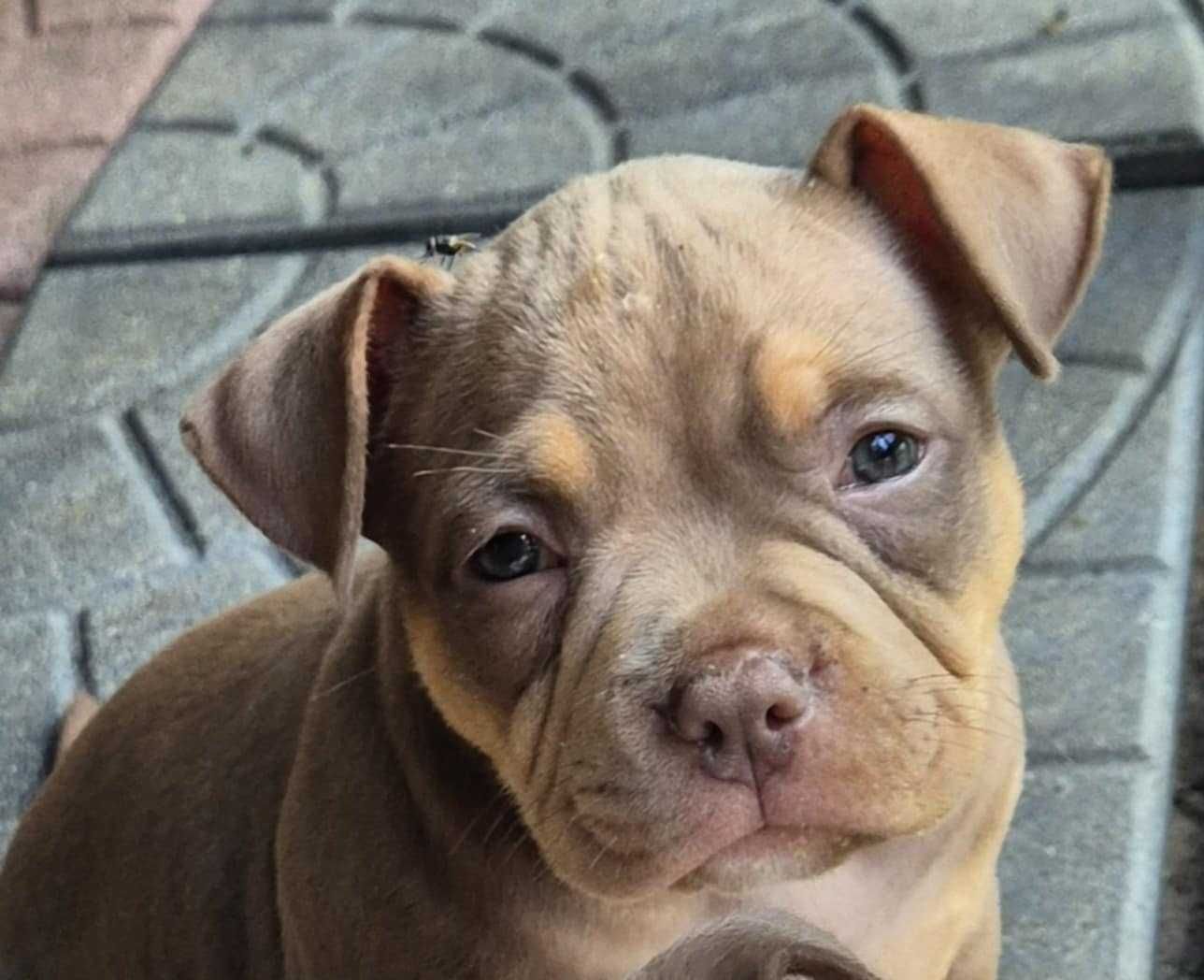 American Bully Pocket ABKC