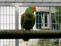 Excelente macho petrei