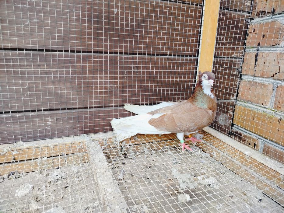 Samiczka gołębie zamojskie