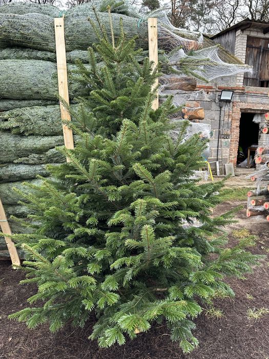 Choinki Jodla Kaukaska
