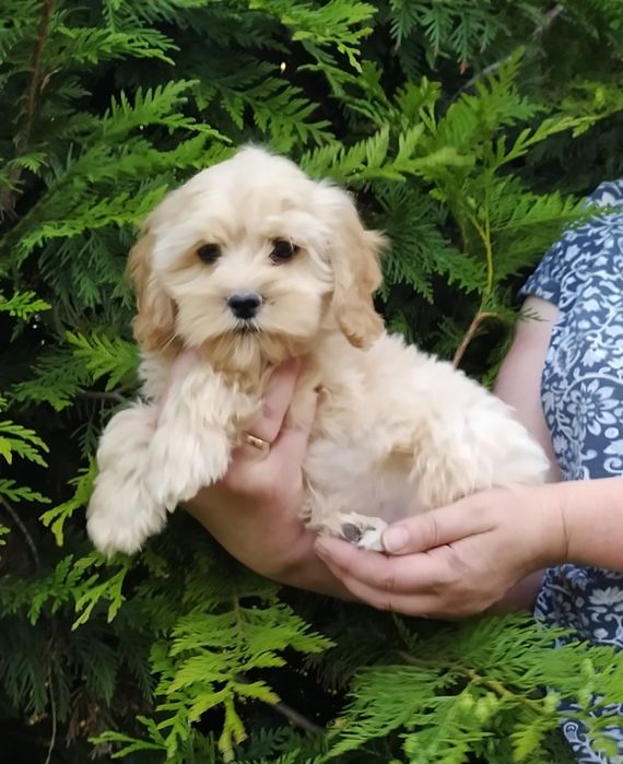 Cockapoo spaniel + pudel (posiadają paszport)